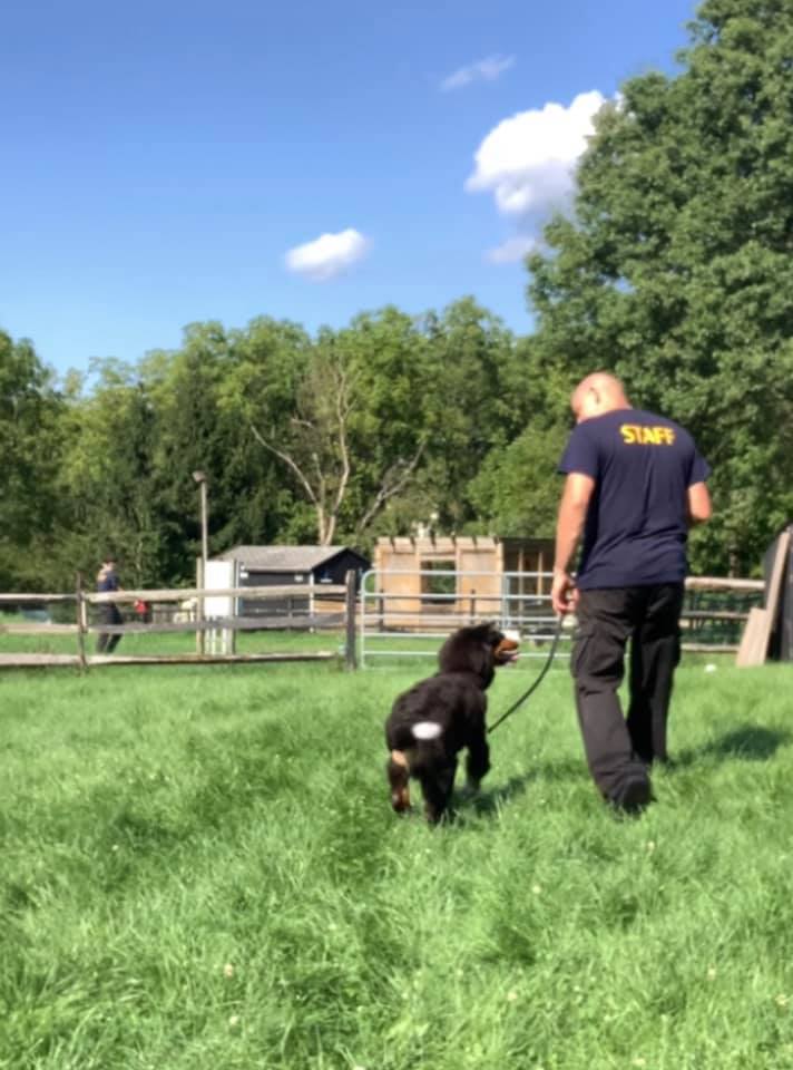 TRAINING OVERVIEW - Molly's Country Kennels