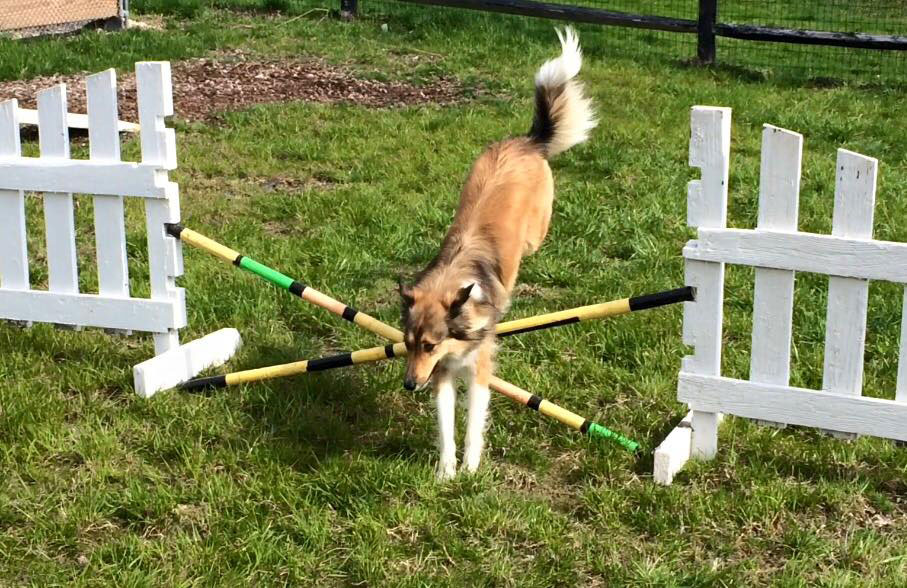 Mollys Country Kennels Agility Training 4