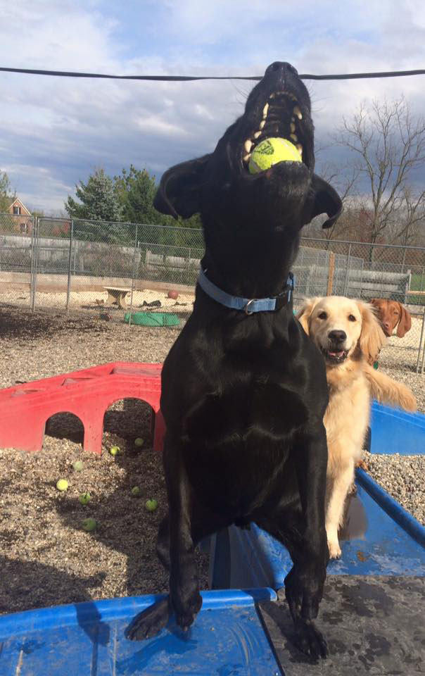 Mollys Country Kennels Country Day School 14