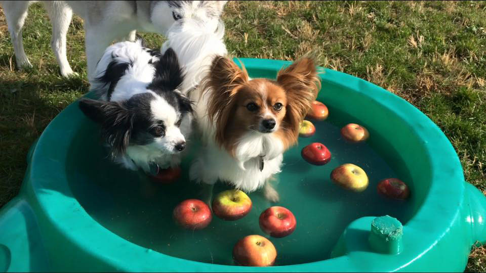 Mollys Country Kennels Country Day School 15