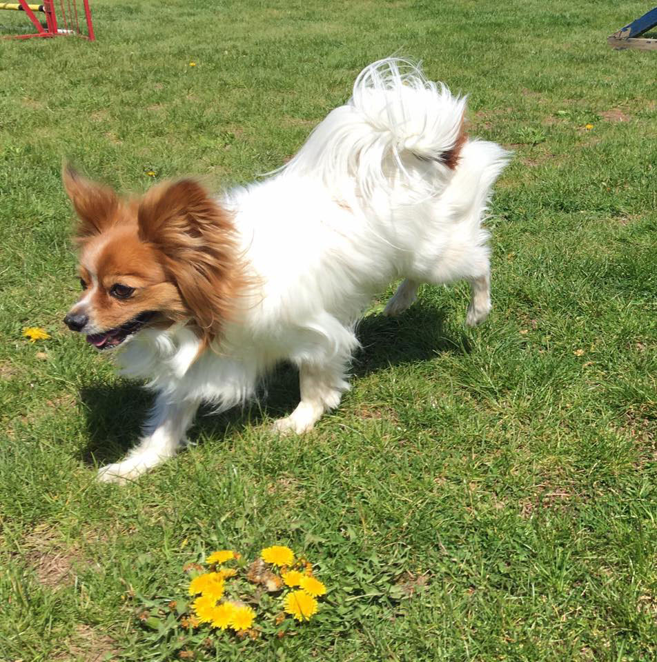 Mollys Country Kennels Country Day School 22