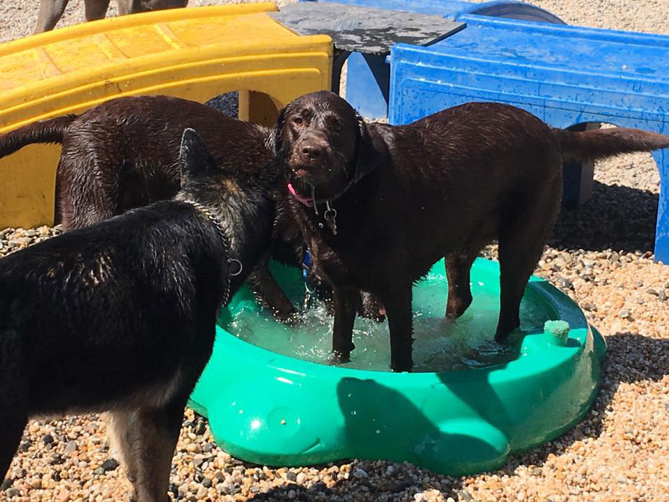 Mollys Country Kennels Country Day School 29