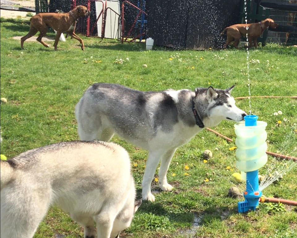 Mollys Country Kennels Country Day School 34