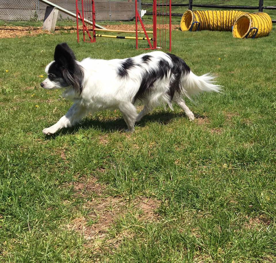 Mollys Country Kennels Country Day School 36