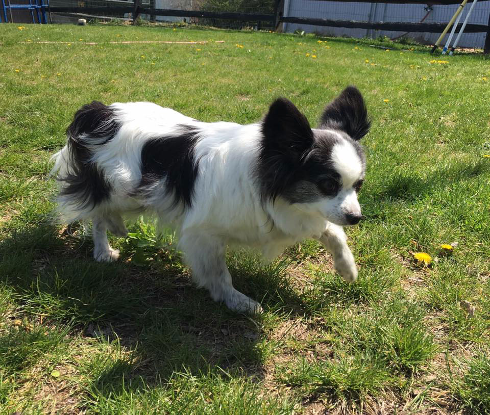 Mollys Country Kennels Country Day School 42