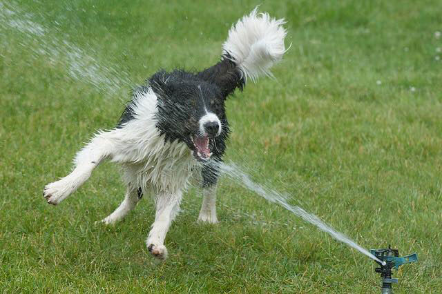 Mollys Country Kennels Country Day School 46