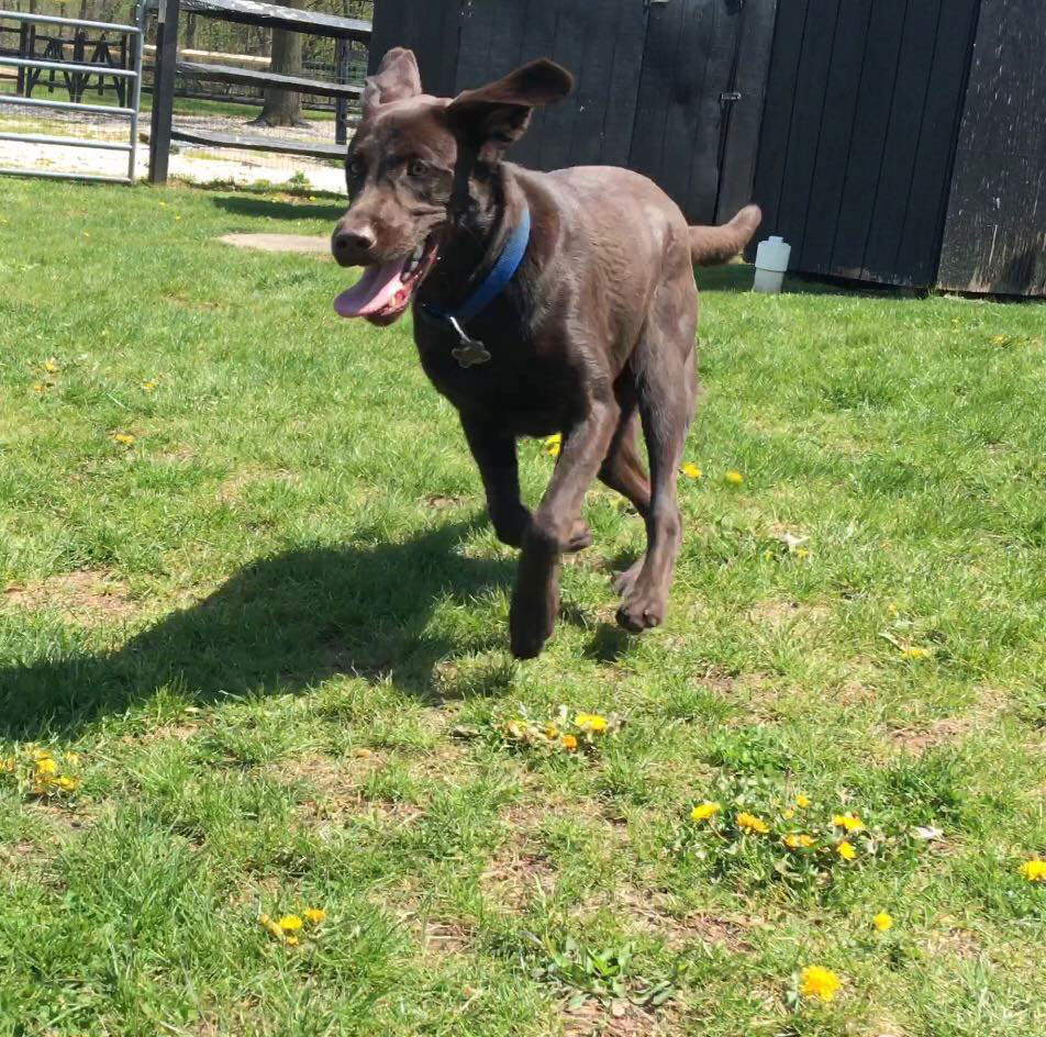 Mollys Country Kennels Country Day School 48