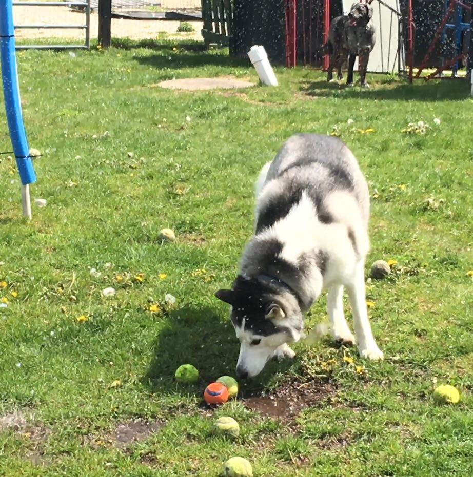 Mollys Country Kennels Country Day School 49