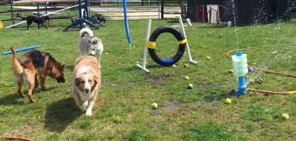 Mollys Country Kennels Country Day School 53