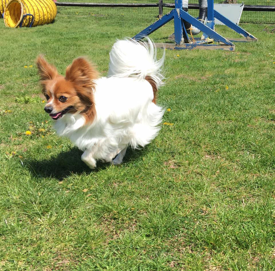 Mollys Country Kennels Country Day School 56