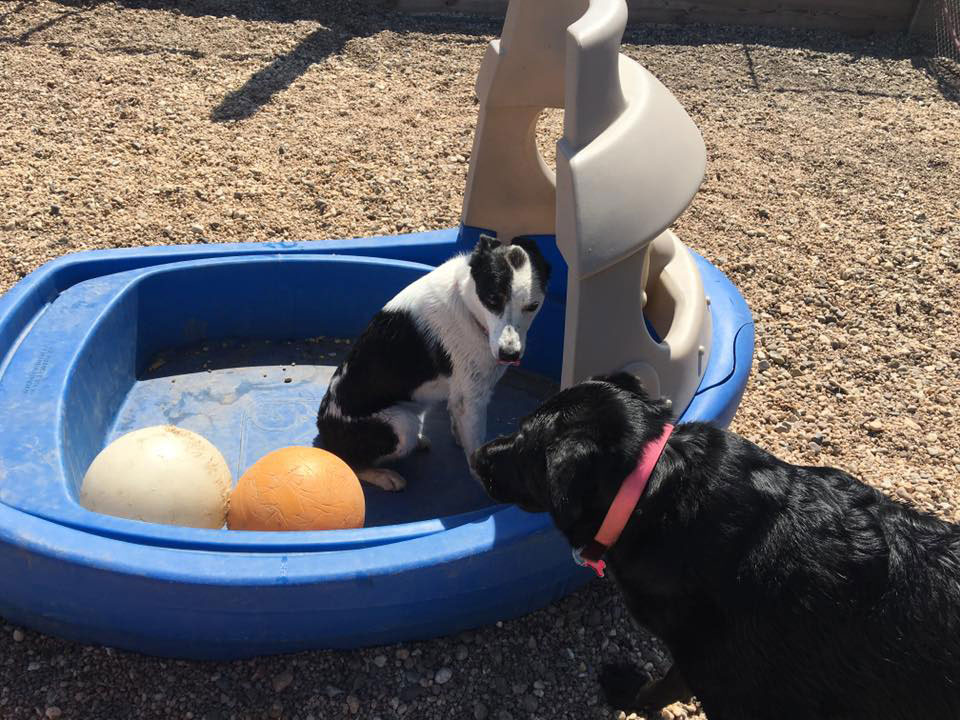 Mollys Country Kennels Country Day School 57