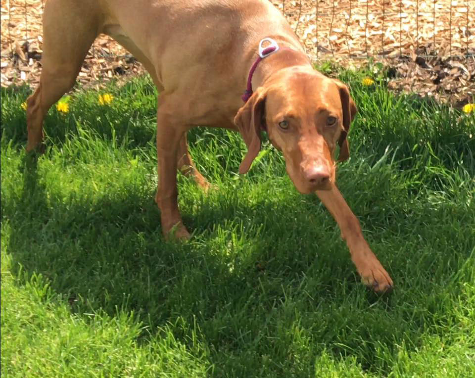 Mollys Country Kennels Country Day School 6