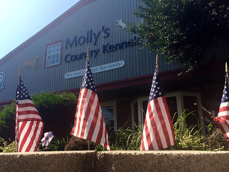 Mollys Country Kennels Fourth Of July 1