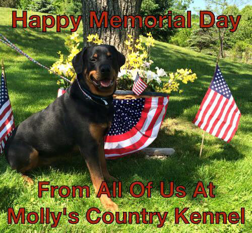 Mollys Country Kennels Memorial Day 1