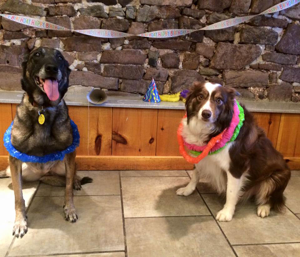 Mollys Country Kennels Pet Birthday Parties 1